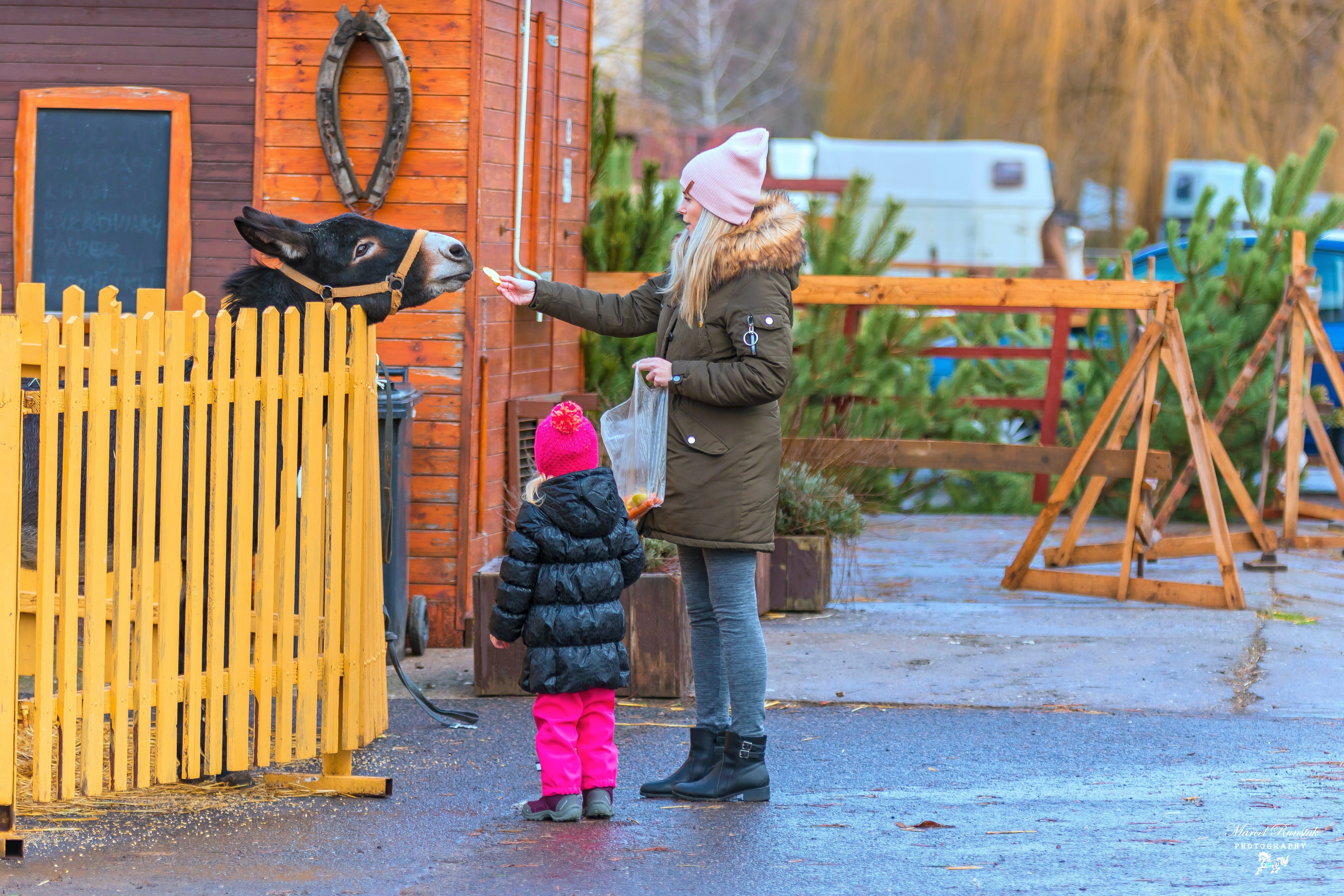 Prodej vánočních stromků od 29. 11. 